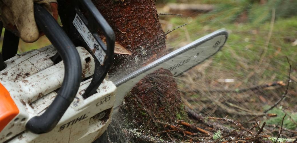 Forestry work — tree felling in a Finnish forest